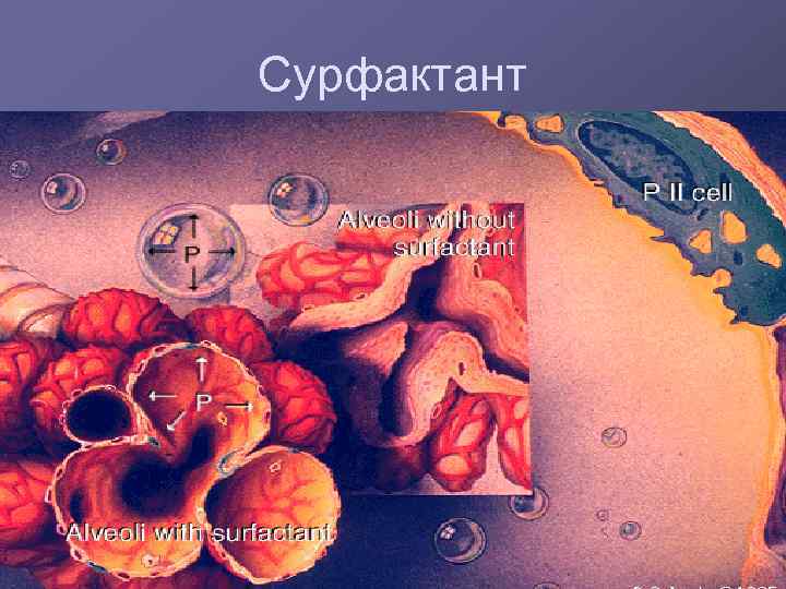 Сурфактант 