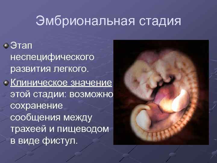 Эмбриональная стадия Этап неспецифического развития легкого. Клиническое значение этой стадии: возможно сохранение сообщения между