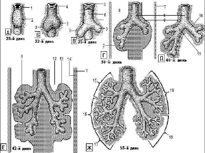 Развитие легких. Эмбриогенез дыхательной системы схема. Источники развития дыхательной системы гистология. Эмбриогенез дыхательной системы гистология. Стадии развития легкого гистология.