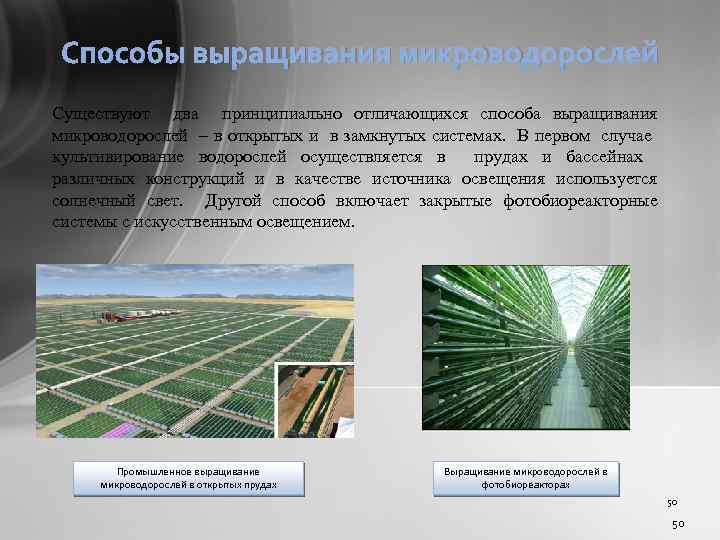 Способы выращивания микроводорослей Существуют два принципиально отличающихся способа выращивания микроводорослей – в открытых и
