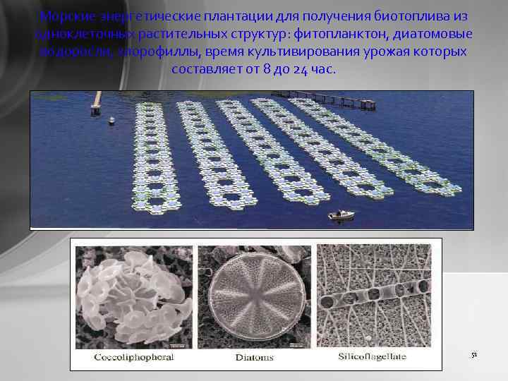 Морские энергетические плантации для получения биотоплива из одноклеточных растительных структур: фитопланктон, диатомовые водоросли, хлорофиллы,