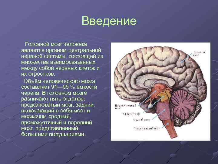 Задний мозг выполняемые функции. Физиология головного мозга. Строение головного мозга 2 класс. Мозг человека головной мозг.