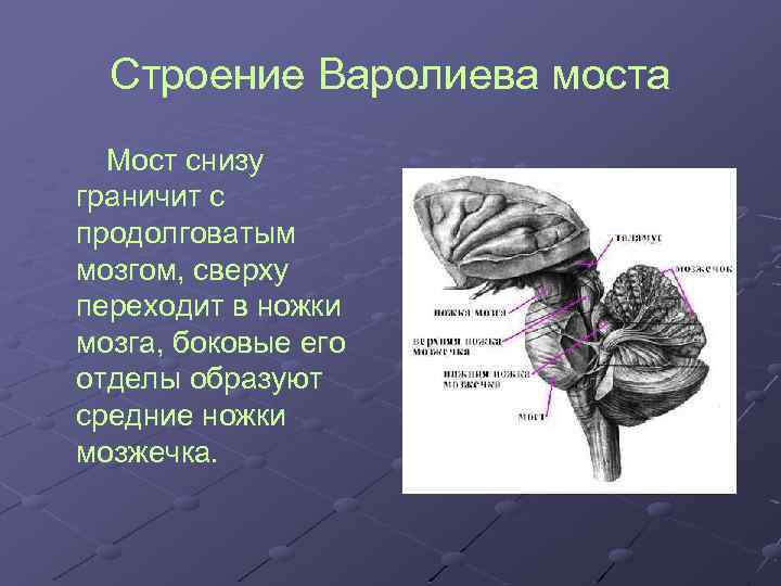 Задний мозг выполняемые функции