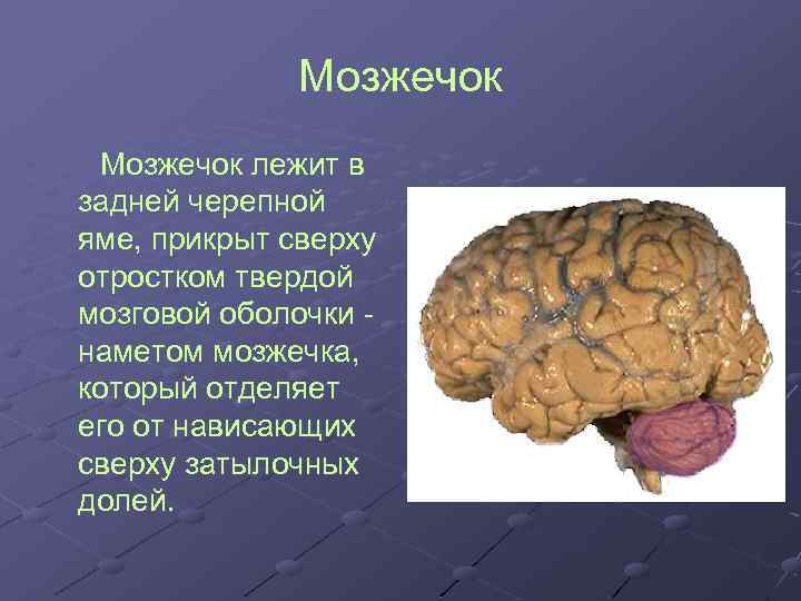 Мозжечок лежит в задней черепной яме, прикрыт сверху отростком твердой мозговой оболочки наметом мозжечка,
