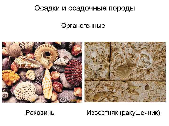 Осадки и осадочные породы Органогенные Раковины Известняк (ракушечник) 