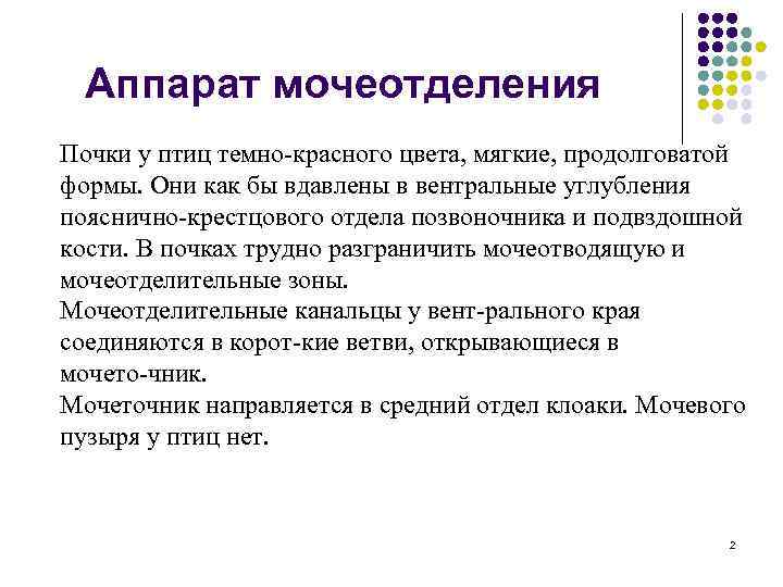 Аппарат мочеотделения Почки у птиц темно красного цвета, мягкие, продолговатой формы. Они как бы