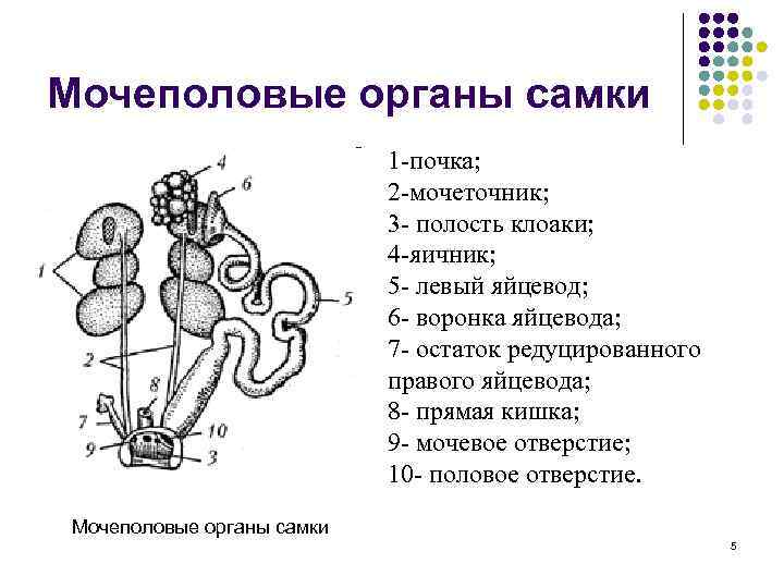 Мочеполовые органы самки 1 почка; 2 мочеточник; 3 полость клоаки; 4 яичник; 5 левый