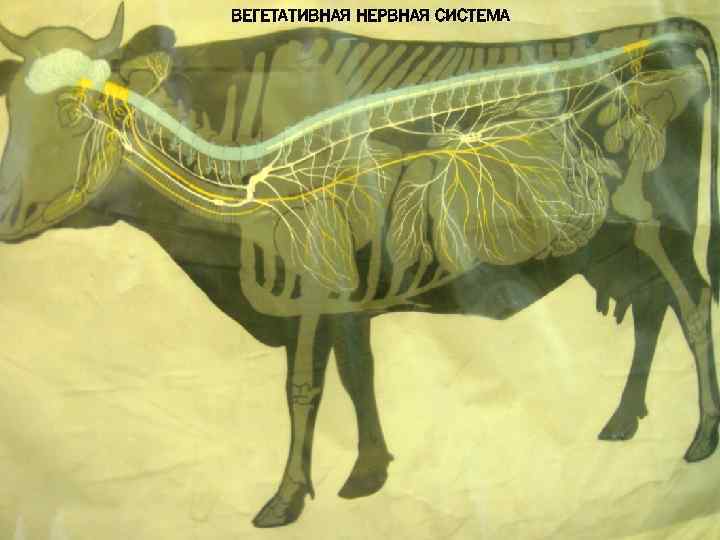 ВЕГЕТАТИВНАЯ НЕРВНАЯ СИСТЕМА 