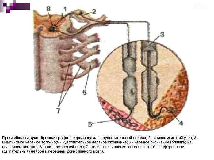 Простейшая двухнейронная рефлекторная дуга. 1 - чувствительный нейрон; 2 - спинномозговой узел; 3 -