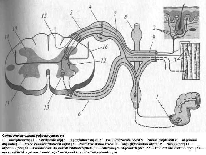 Рефлекторная дуга мозга. Сегментарная рефлекторная дуга. Рефлекторная дуга сегментарная рис 903. Рефлекторная дуга сегментарного рефлекса. Схема рефлекторных дуг спинного мозга.