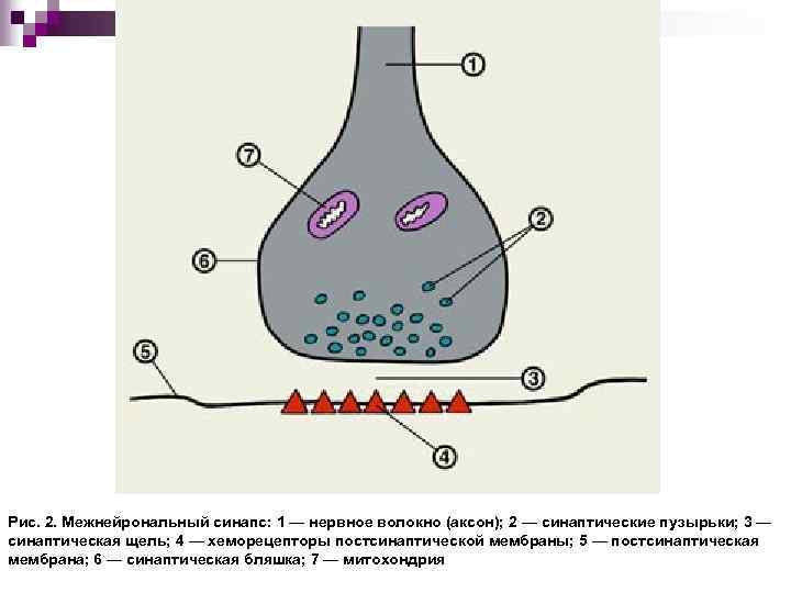 Схема строения межнейронного синапса