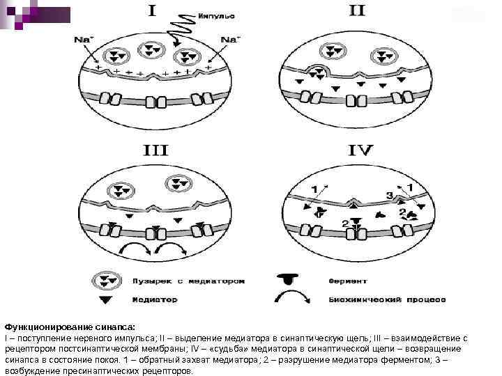 Функционирование синапса: I – поступление нервного импульса; II – выделение медиатора в синаптическую щель;