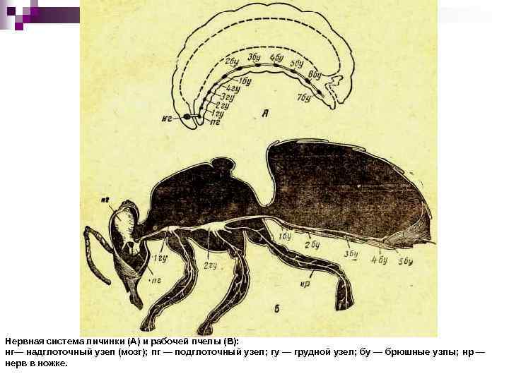 Нервная система личинки (А) и рабочей пчелы (В): нг— надглоточный узел (мозг); пг —