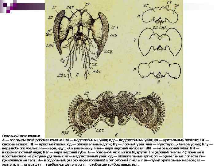 Головной мозг пчелы: А — головной мозг рабочей пчелы: НАГ— надглоточный узел; пдг— подглоточный
