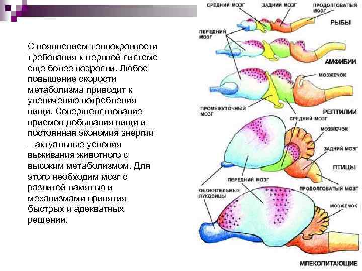 С появлением теплокровности требования к нервной системе еще более возросли. Любое повышение скорости метаболизма