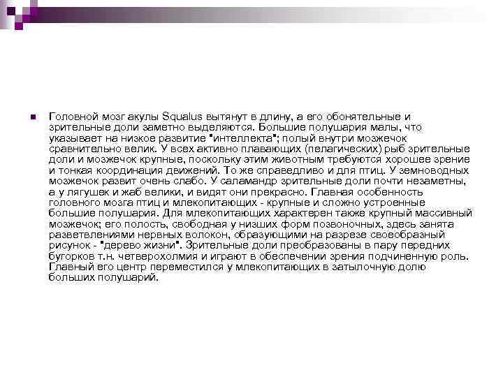 n Головной мозг акулы Squalus вытянут в длину, а его обонятельные и зрительные доли