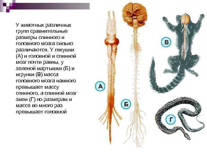 У животных различных групп сравнительные размеры спинного и головного мозга сильно различаются. У лягушки