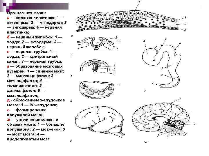 Спинной мозг из эктодермы. Органогенез мозга. Нервная пластинка нервный Желобок нервная трубка. Из чего образуется головной мозг в процессе органогенеза. Головной и спинной мозг из мезодермы.