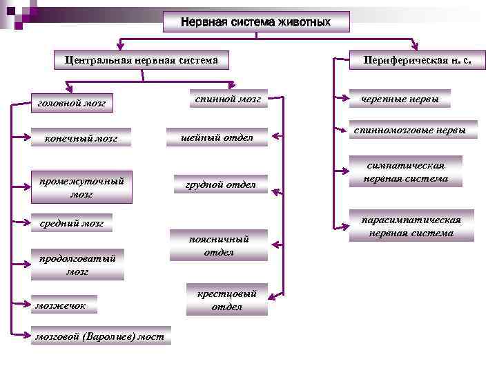 Нервная система животных Центральная нервная система головной мозг конечный мозг промежуточный мозг спинной мозг