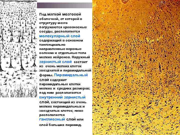 Под мягкой мозговой оболочкой, от которой в структуру мозга погружаются кровеносные сосуды, располагается молекулярный