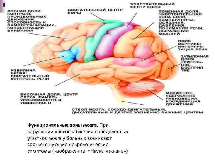 Функциональные зоны мозга. Зоны мозга и их функции. Функциональные зоны мозга (Дюрвиля. Терминальные зоны мозга.