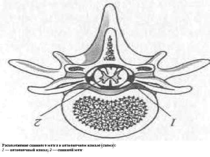 Спинной мозг в позвоночном канале рисунок 123