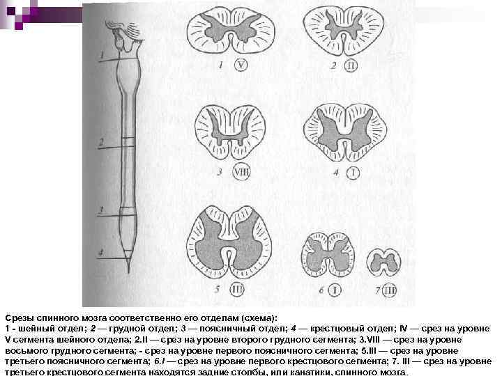 Срез спинного мозга рисунок