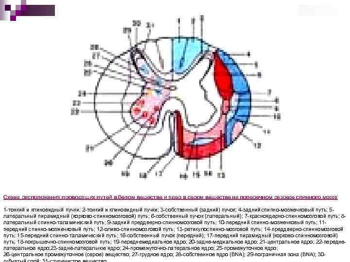 Собственное ядро спинного мозга