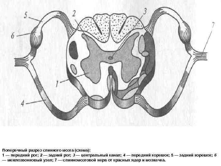 Поперечный срез спинного мозга схема