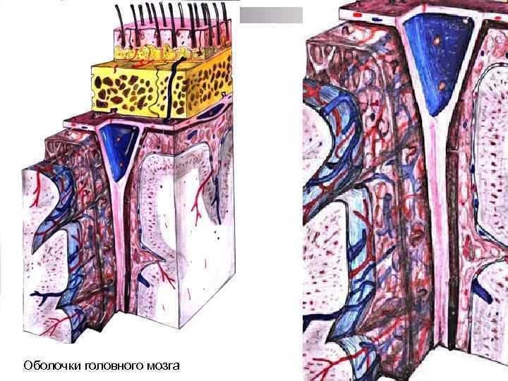Оболочки головного мозга 