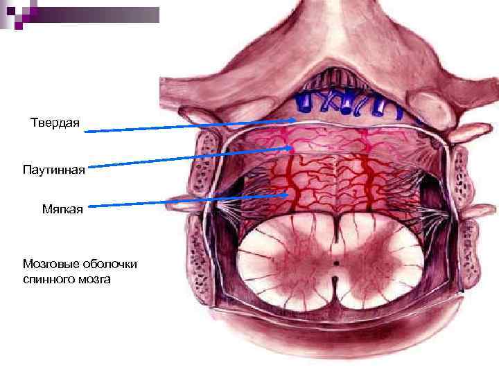 Твердая Паутинная Мягкая Мозговые оболочки спинного мозга 