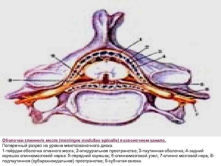 Спинной мозг рыб находится в позвоночном канале