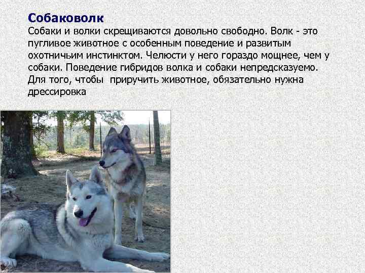 Собаковолк Собаки и волки скрещиваются довольно свободно. Волк - это пугливое животное с особенным