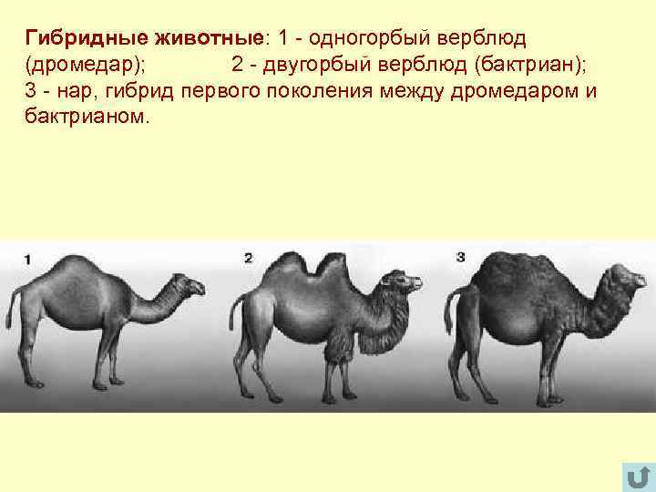 Гибридные животные: 1 - одногорбый верблюд (дромедар); 2 - двугорбый верблюд (бактриан); 3 -