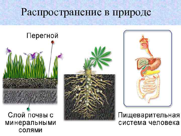 Распространение в природе 