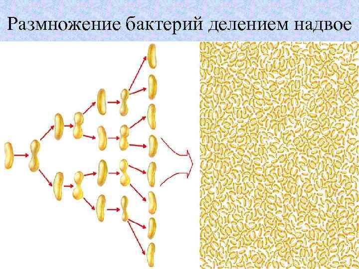 Размножение бактерий делением надвое 