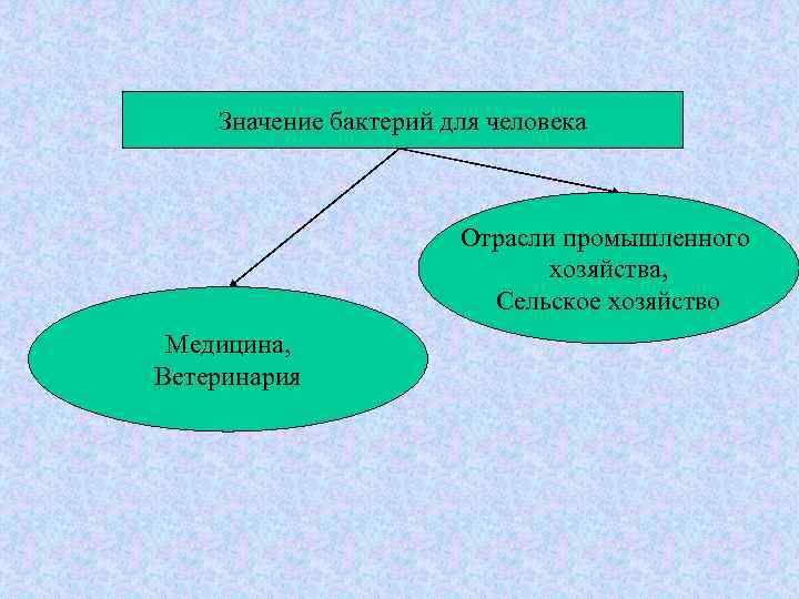 Значение бактерий для человека Отрасли промышленного хозяйства, Сельское хозяйство Медицина, Ветеринария 