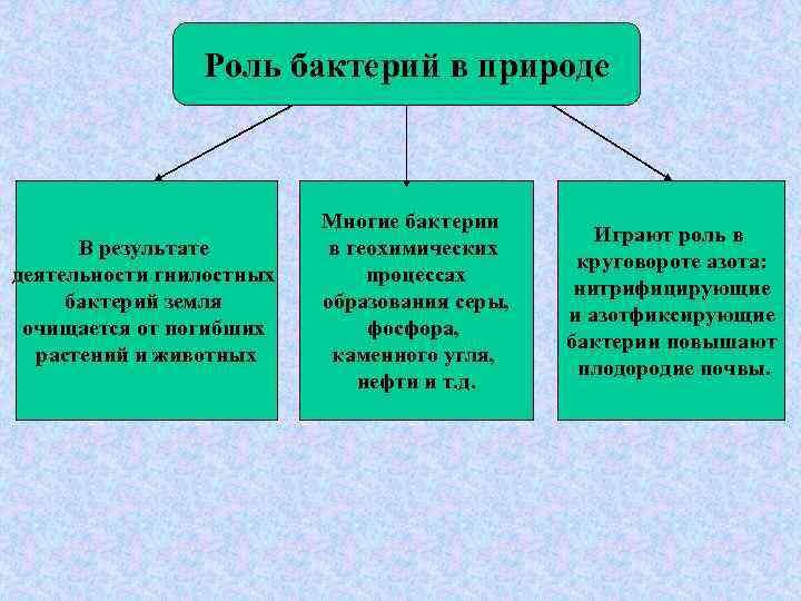 Отразите информацию о роли бактерий в жизни человека в схеме