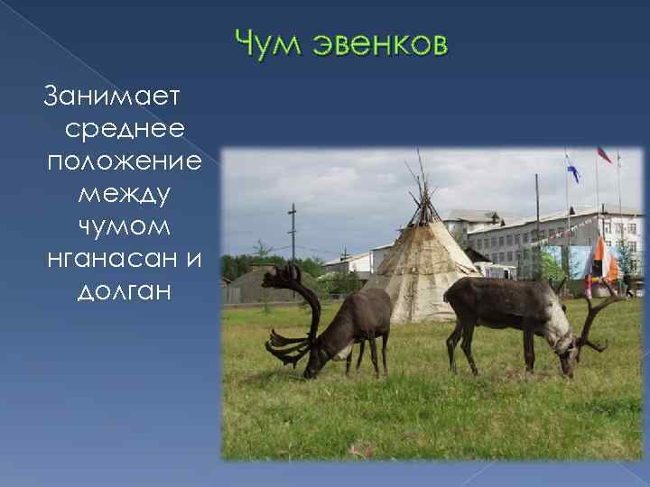 Чум эвенков Занимает среднее положение между чумом нганасан и долган 