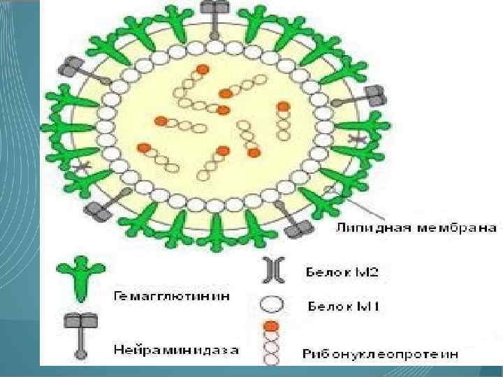 Цепочка РНК вируса гриппа. Вирус гриппа (Mixovirus influenzae) строение. Белки ортомиксовируса. Грипп: orthomyxovirus (80−120 НМ).