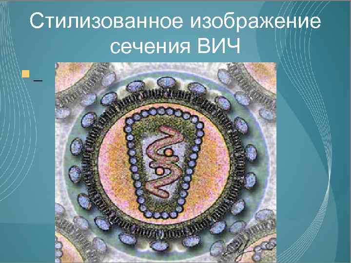 Стилизованное изображение сечения ВИЧ _ 