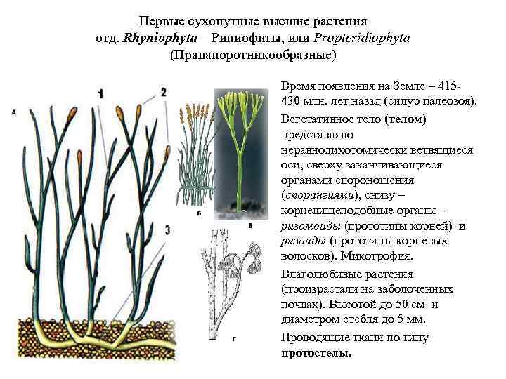 Первые сухопутные высшие растения отд. Rhyniophyta – Риниофиты, или Propteridiophyta (Прапапоротникообразные) • • Время