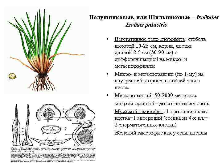 Пор. Полушниковые, или Шильниковые – Isoëtales Isoëtas palustris • • • Вегетативное тело спорофита: