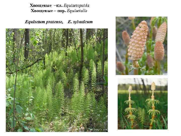 Хвощевые –кл. Equisetopsida Хвощевые – пор. Equisetalis Equisetum pratense, E. sylvaticum 