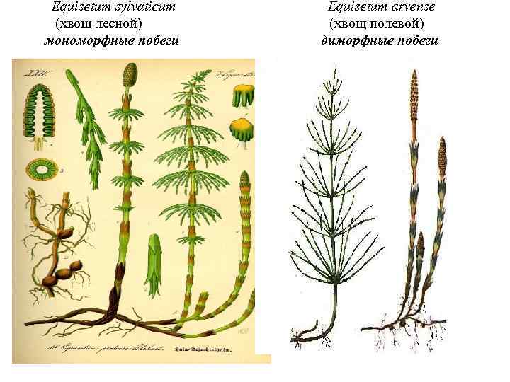 Equisetum sylvaticum (хвощ лесной) мономорфные побеги Equisetum arvense (хвощ полевой) диморфные побеги 