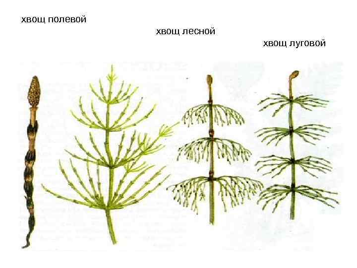 хвощ полевой хвощ лесной хвощ луговой 