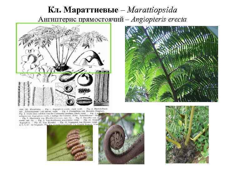 Кл. Мараттиевые – Marattiopsida Ангиптерис прямостоячий – Angiopteris erecta 