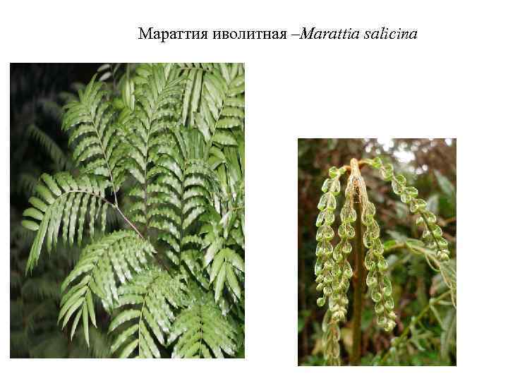 Мараттия иволитная –Marattia salicina 