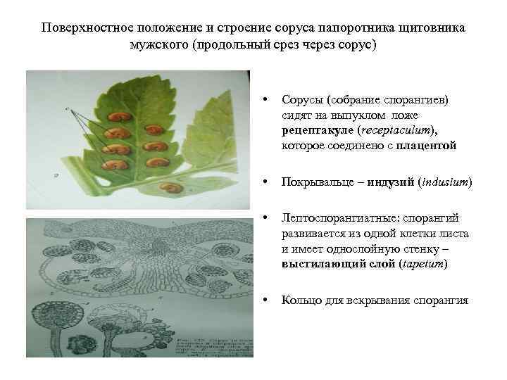 Поверхностное положение и строение соруса папоротника щитовника мужского (продольный срез через сорус) • Сорусы