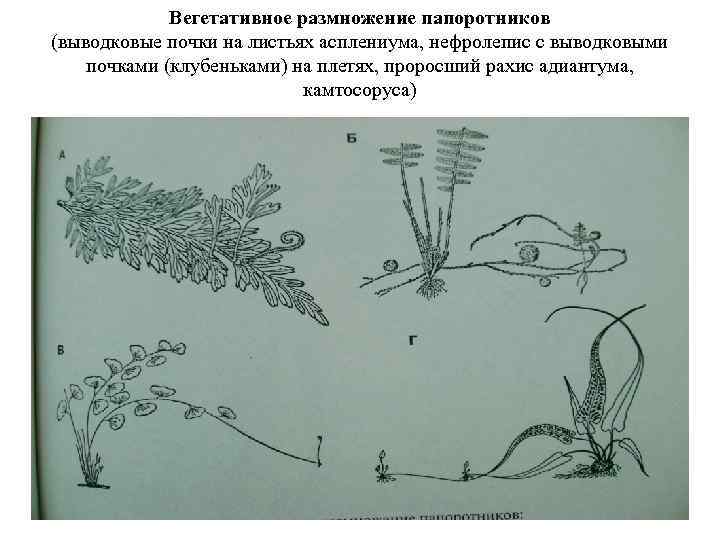 Вегетативное размножение папоротников (выводковые почки на листьях асплениума, нефролепис с выводковыми почками (клубеньками) на